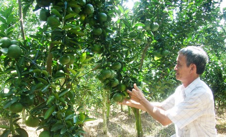 Para cuidar y proteger los árboles frutales durante la temporada de lluvias, los jardineros deben prestar atención al buen drenaje, la prevención y el control de enfermedades, y una fertilización adecuada. Foto: NGUYEN HOANG MINH HOA