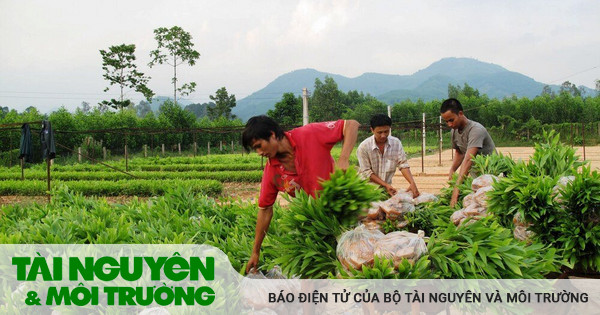 Đồng bào Hre làm kinh tế giỏi, từng bước thoát nghèo