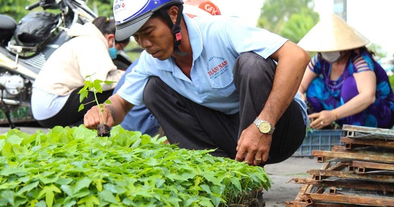 Cây giống hút hàng đầu mùa mưa, giá tăng từ 20