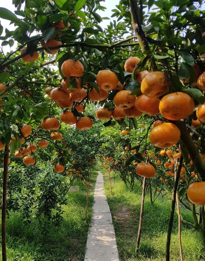 El pomelo rosa Lai Vung está en temporada para abastecer el mercado del Tet. Foto ilustrativa.
