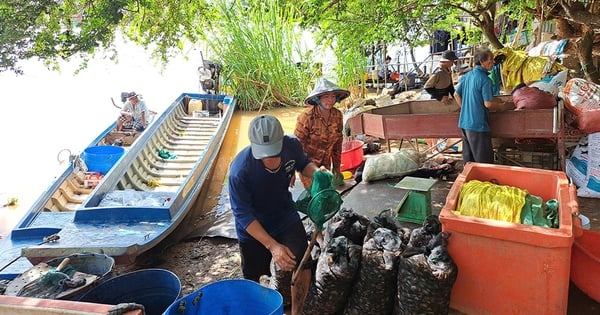 ハウ川上流の洪水で水が濁り、アンザンの田舎の市場では様々な特産淡水魚が売られている