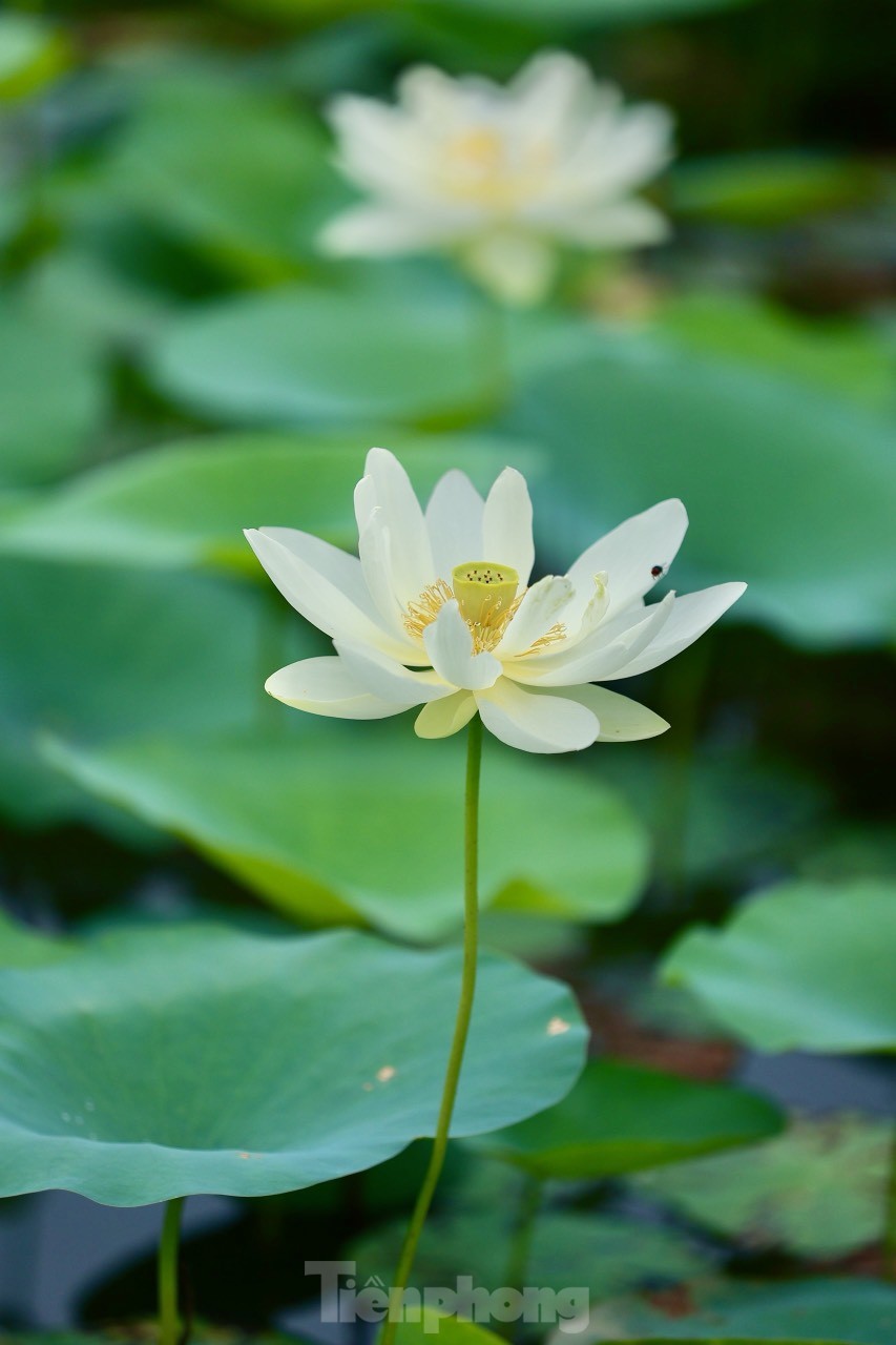 Des jeunes portant l'Ao Dai prennent des photos à côté de fleurs de lotus blanches, photo 4