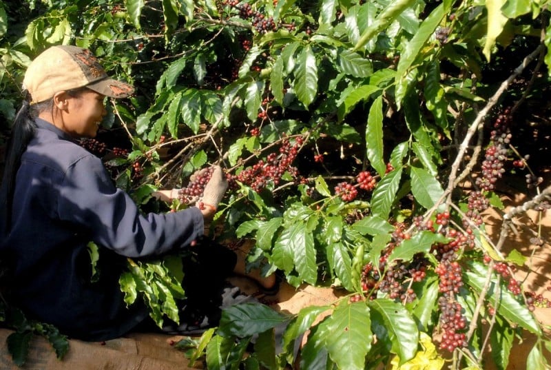 Coffee export prices continue to hit new highs due to supply concerns