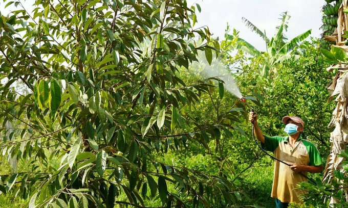 Bauern in Chau Thanh, Ben Tre, pflegen ihre Durian-Gärten. Foto: Hoang Nam