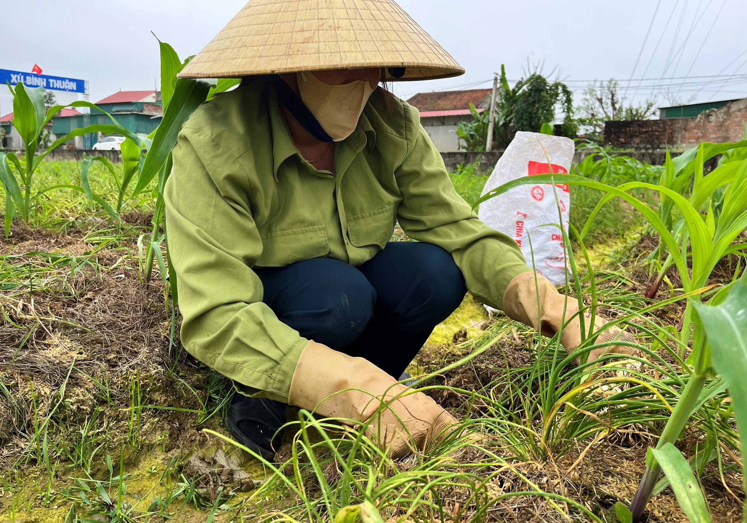 Loại củ thơm lừng giá đang cao, dân nơi này ở Nghệ An tranh thủ thu hoạch sớm để chốt lãi- Ảnh 3.