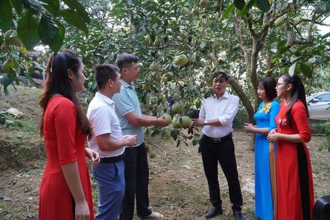 Die Dai Minh-Grapefruit wurde als 4-Sterne-OCOP-Produkt der Provinz Yen Bai ausgezeichnet. Foto: Thanh Tien.