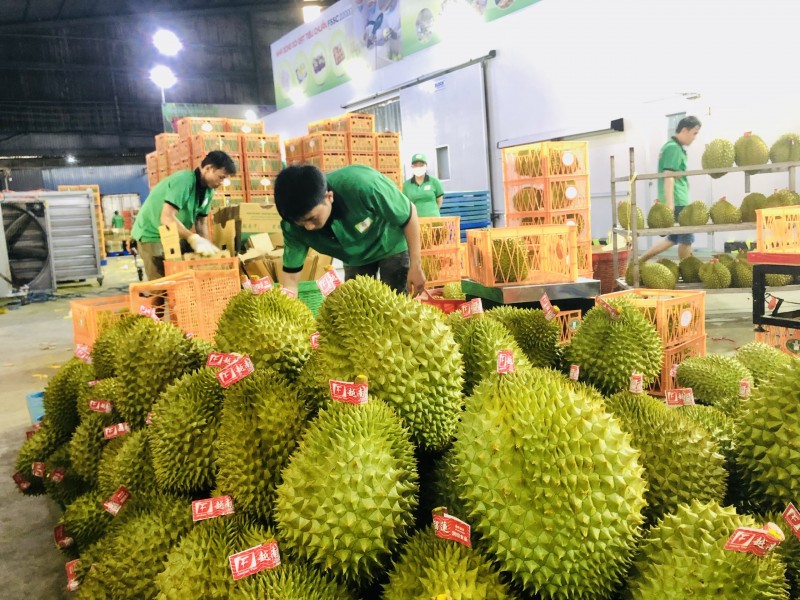 มูลค่าการส่งออกทุเรียนไปตลาดจีนพุ่งแตะระดับสูงสุดเป็นประวัติการณ์