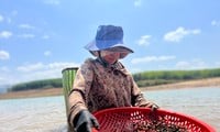 La gente desafía el sol y se sumerge en el agua durante horas para encontrar 