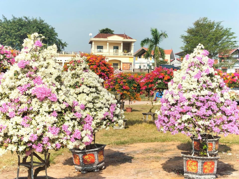 Lễ hội cây cảnh, hoa giấy xã Phù Đổng, huyện Gia Lâm: Để “Sắc hoa trên miền di sản” vươn xa - Ảnh 1