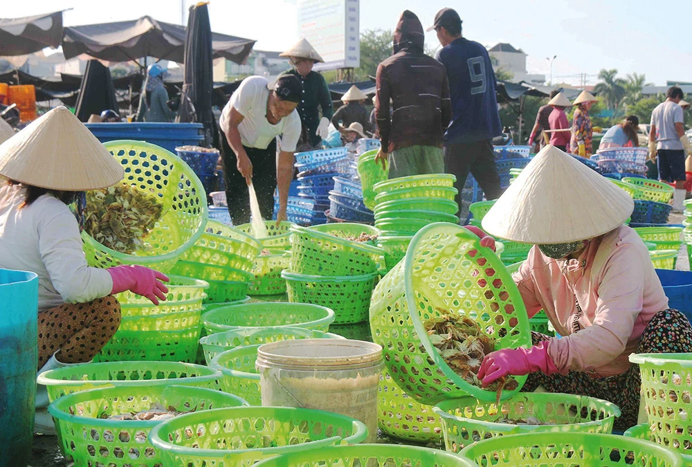 The fishing grounds are not favorable, so fishermen in Binh Thuan can only exploit seafood of little economic value.