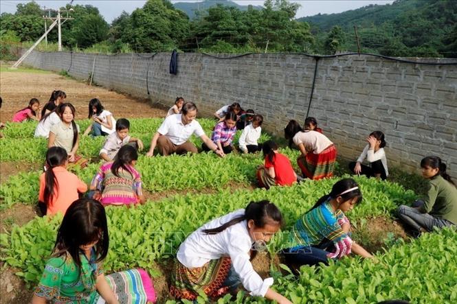 Teachers and students of Lang Thip Secondary School for Ethnic Minorities (Yen Bai) take care of the vegetable garden together to improve the quality of meals for boarding students, helping them have adequate nutrition, develop comprehensively, and serve their studies.