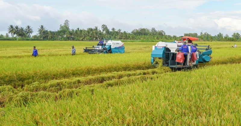 Reduce costs, increase profits from growing high quality rice