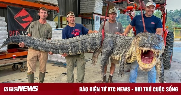 Caught crocodile over 4 meters long after 7 hours of struggling in the river