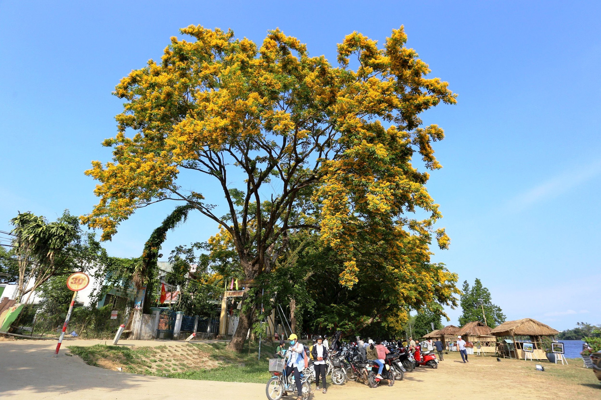 hoa-sua-9-aeb5e2d490621c04bea3d6d342b08367.jpg