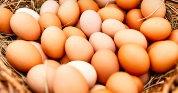 Experts share reasons to eat eggs