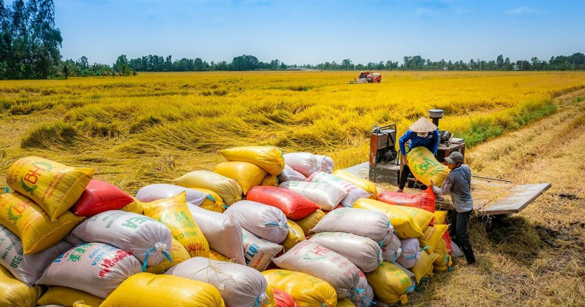 Projet d'un million d'hectares de riz de qualité : une solution pour reproduire des modèles pilotes réussis