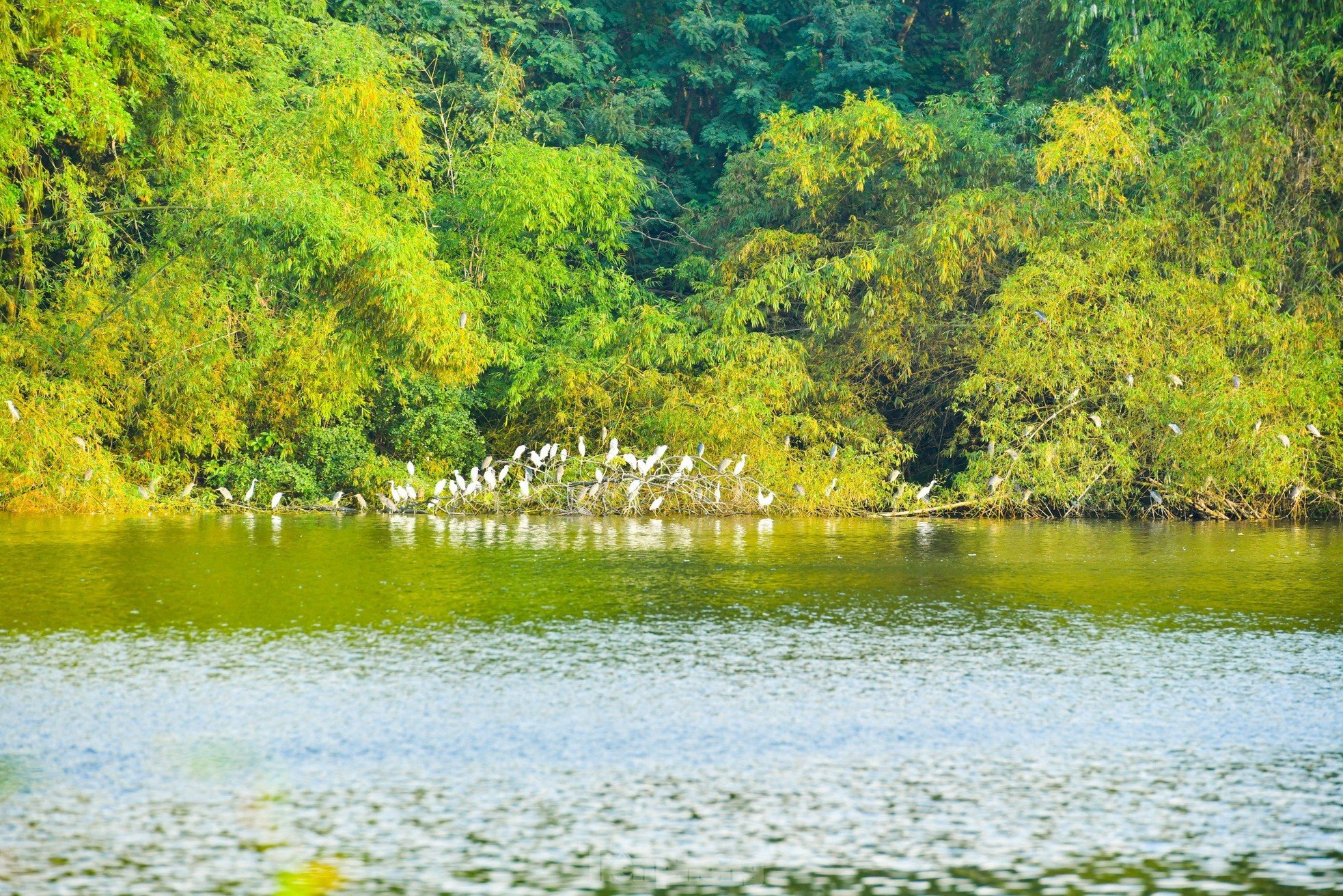 วิทยาเขตที่เป็นเอกลักษณ์ของมหาวิทยาลัยเกษตรศาสตร์และป่าไม้ Bac Giang ภาพที่ 4