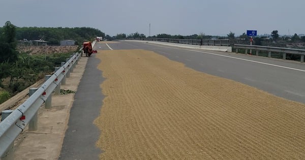 Cầu trăm tỷ thành nơi phơi lúa vì không có đường dẫn