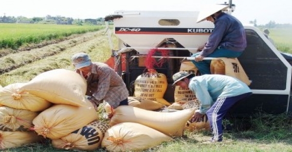 Giá lúa tăng 200 đồng/kg, giá gạo sụt nhẹ