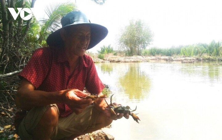 Ca Mau specialty crabs die on a large scale - 1