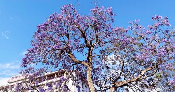 La cautivadora belleza de las flores de fénix púrpura en la ciudad de las flores de Da Lat