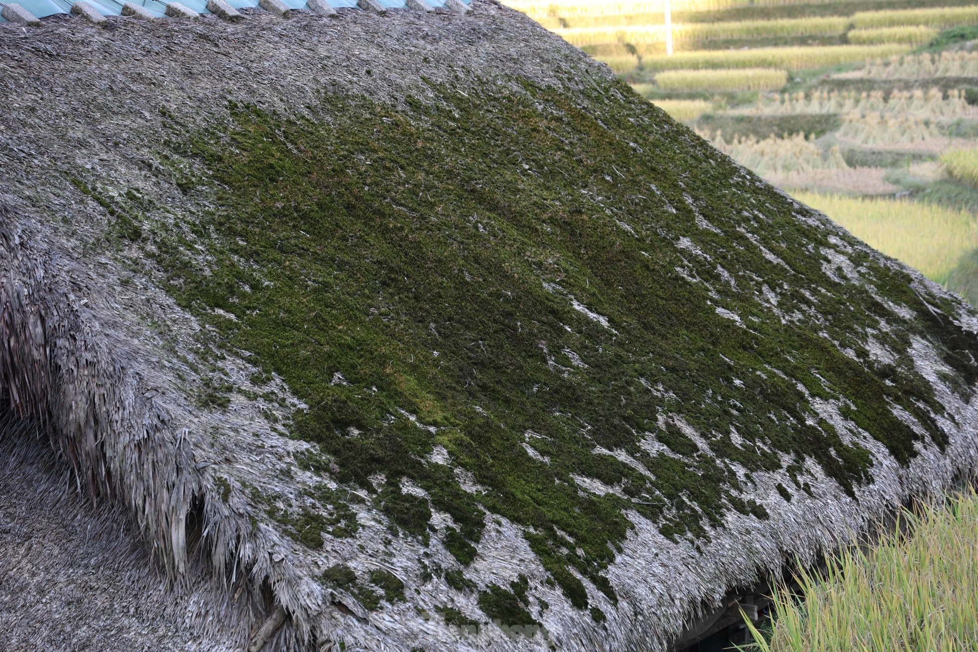 Rare, hard to find mossy roofs that can 'transform' photo 5