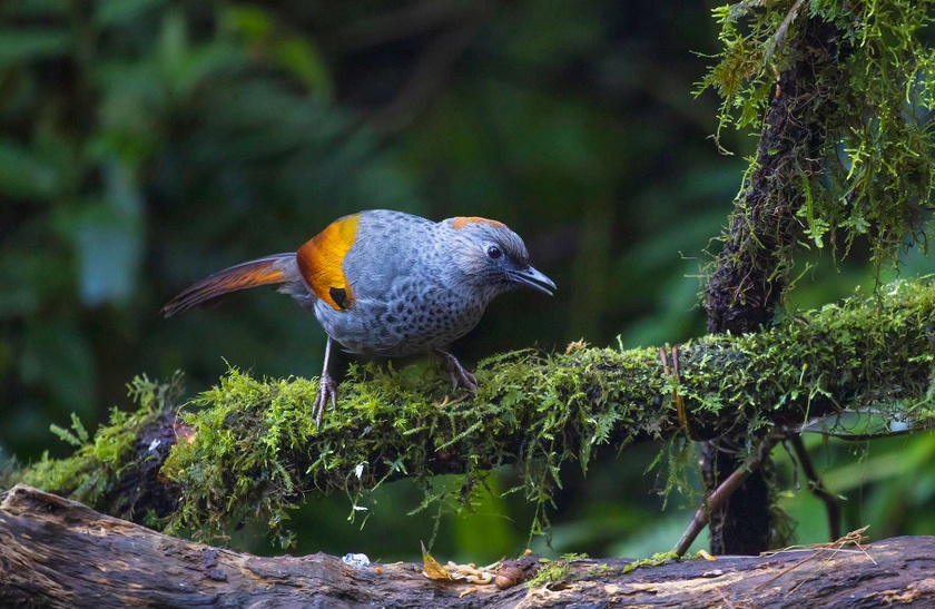 ゴックリンガビチョウ - 保護が必要な固有の鳥類 写真 2