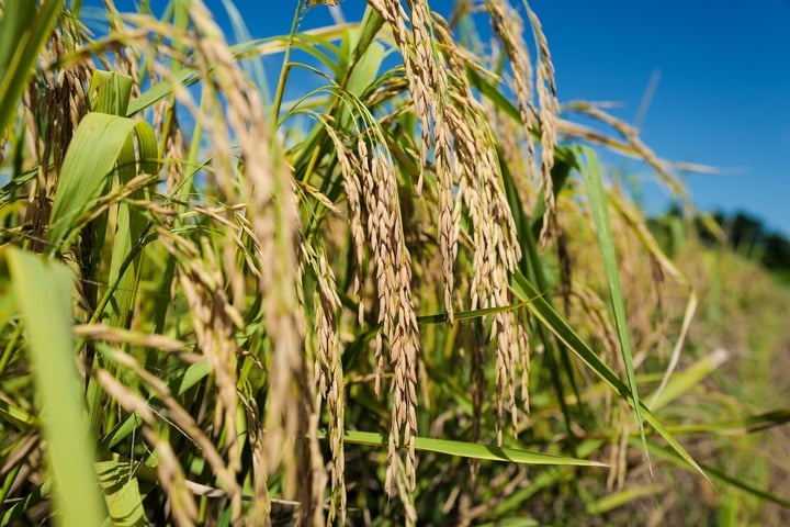 “No use of pesticides” is the third motto to protect the fields from pests. Farm staff research and use biological products such as antagonistic microorganisms to help prevent and kill pests or use banana leaf and jackfruit fiber traps to attract golden apple snails to the gathering place…