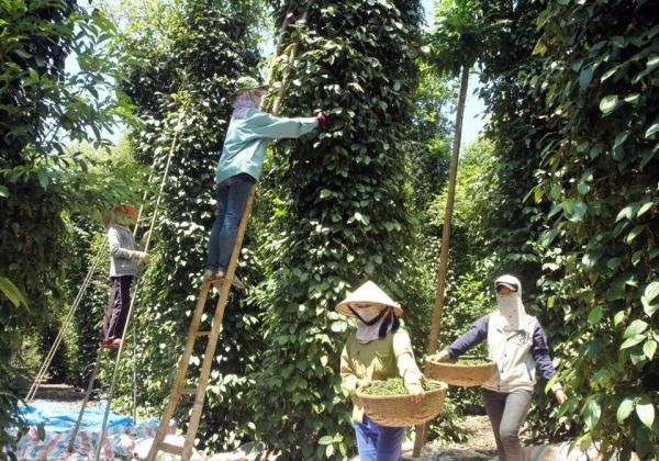 កើន​ឡើង​ក្នុង​ថ្ងៃ​ទី​ពីរ​ជាប់​គ្នា​ឡើង​ដល់ ១៤១.០០០ ដុង​ក្នុង​មួយ​គីឡូក្រាម