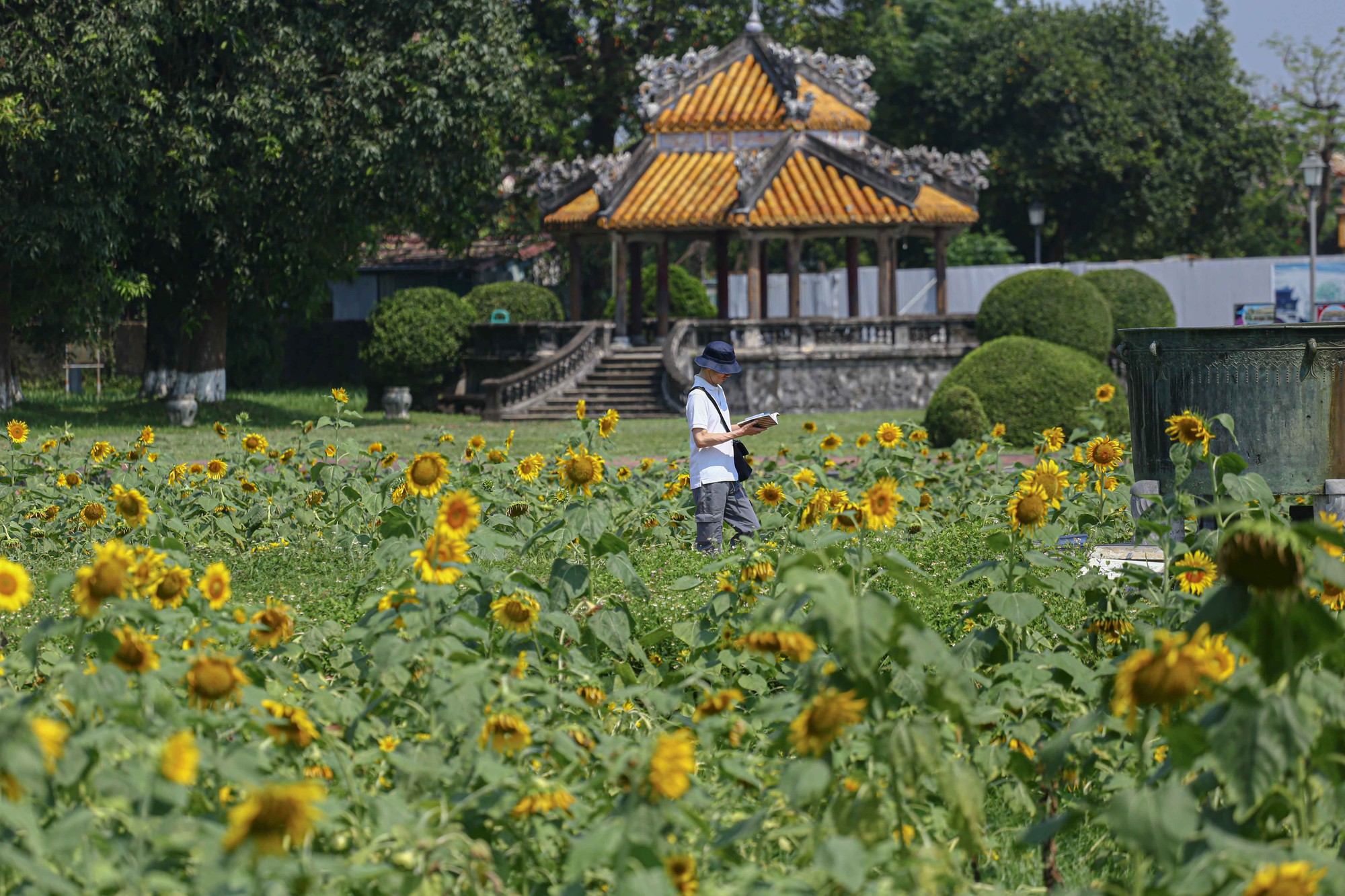 Hướng dương bung nở trong hoàng cung Huế - Ảnh 1.