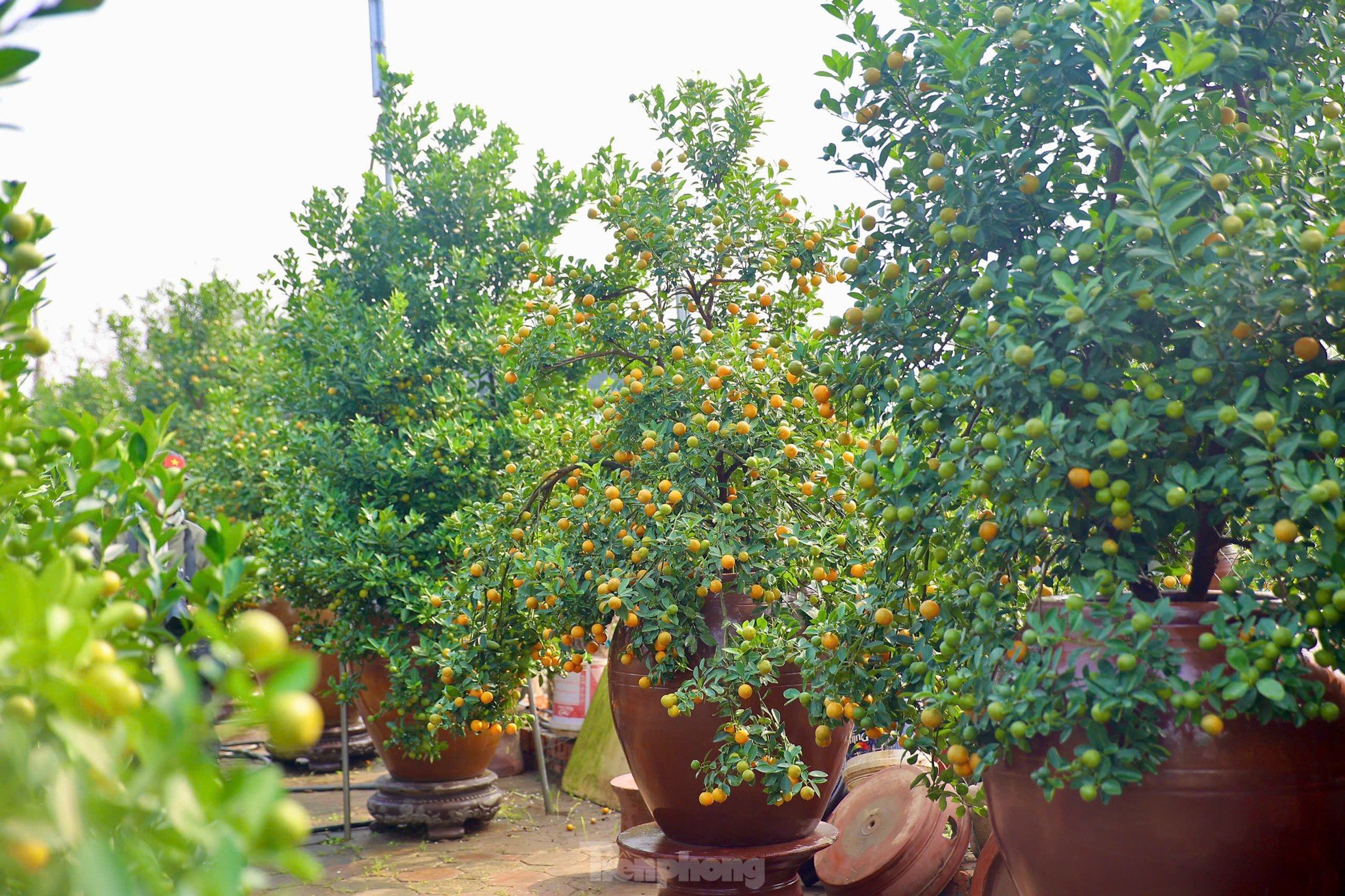 Les kumquats jaunissent, les jardiniers de Tu Lien sont occupés à préparer le Têt, photo 10