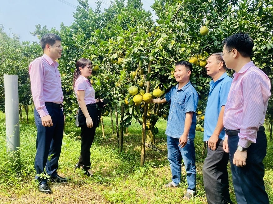 Ông Ngô Ngọc Hải chia sẻ về mô hình trồng bưởi của gia đình với cán bộ NHCSXH