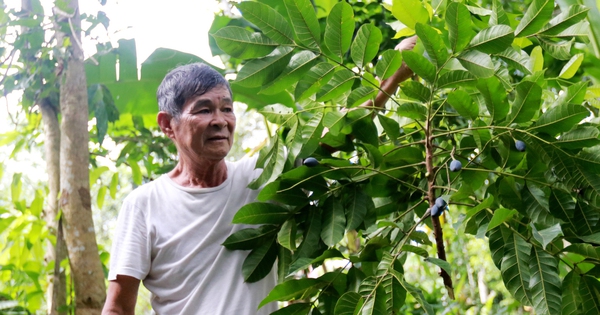 Les agriculteurs de la région montagneuse de Ha Tinh ont perdu leurs récoltes parce que le fruit connu sous le nom d'« or noir » a connu une récolte sans précédent.