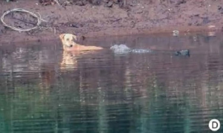 Crocodile 'rescues' puppy chased into river by wild dogs