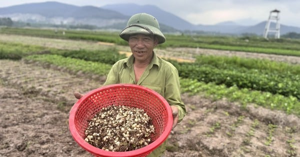 Trồng hành tăm móc củ gia vị bé tin hin, hàm lượng Kali gấp đôi củ đậu, dân Hà Tĩnh bán hút hàng