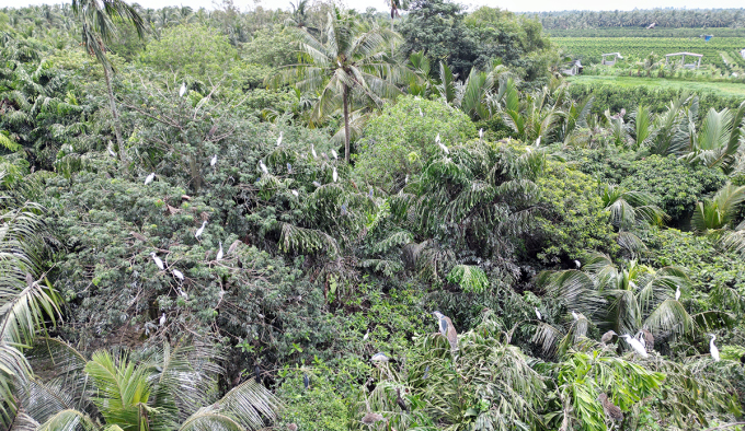 El jardín del Sr. Le Van Chia ha sido el hogar de pájaros durante casi 20 años. Foto: An Binh