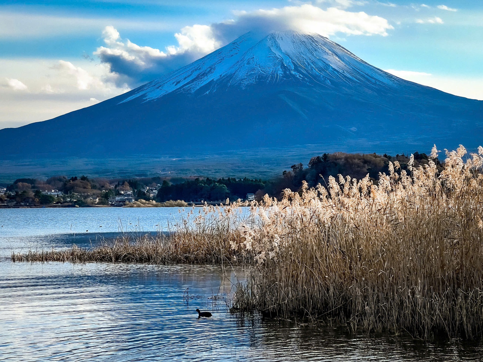 富士山麓の白鳥の湖の景色を鑑賞する写真1