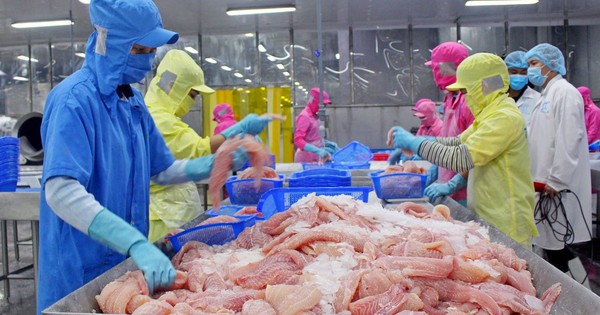 Gran avance en el tercer trimestre: Vinh Hoan Seafood registra el beneficio más alto en cinco trimestres