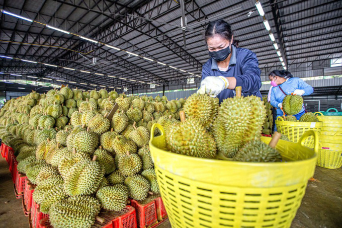 2022年5月にタイのチャンタブリー県で行われたドリアンの等級分け。写真：新華社