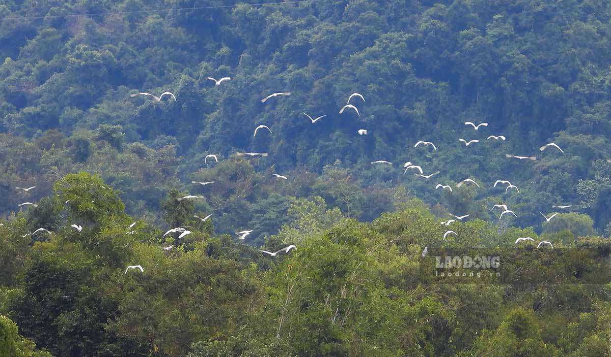 អ្នកស្រុក Dien Bien Phu បាននិយាយថា ចាប់តាំងពីដើមខែវិច្ឆិកា ជារៀងរាល់ថ្ងៃ នៅម៉ោងប្រហែល 4:00 រសៀល ដល់ម៉ោង 4:30 រសៀល ហ្វូងសត្វកេងកងពណ៌ស បានហើរត្រឡប់មកវិញ ហើយប្រមូលផ្តុំគ្នានៅលើភ្នំតូចមួយនៅមាត់បឹង Huoi Pha ។