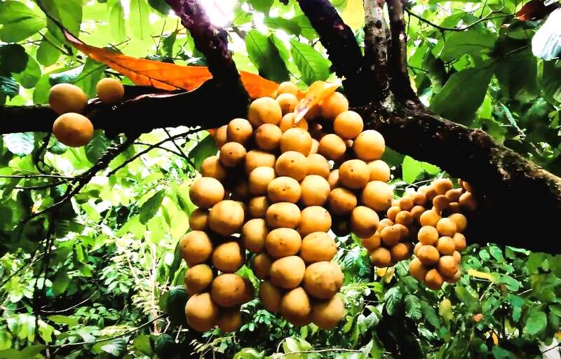Ripe cantaloupe has a golden yellow skin, sweet, sour and refreshing flesh, it is a clean and gentle fruit. Photo by Hoang Bin.