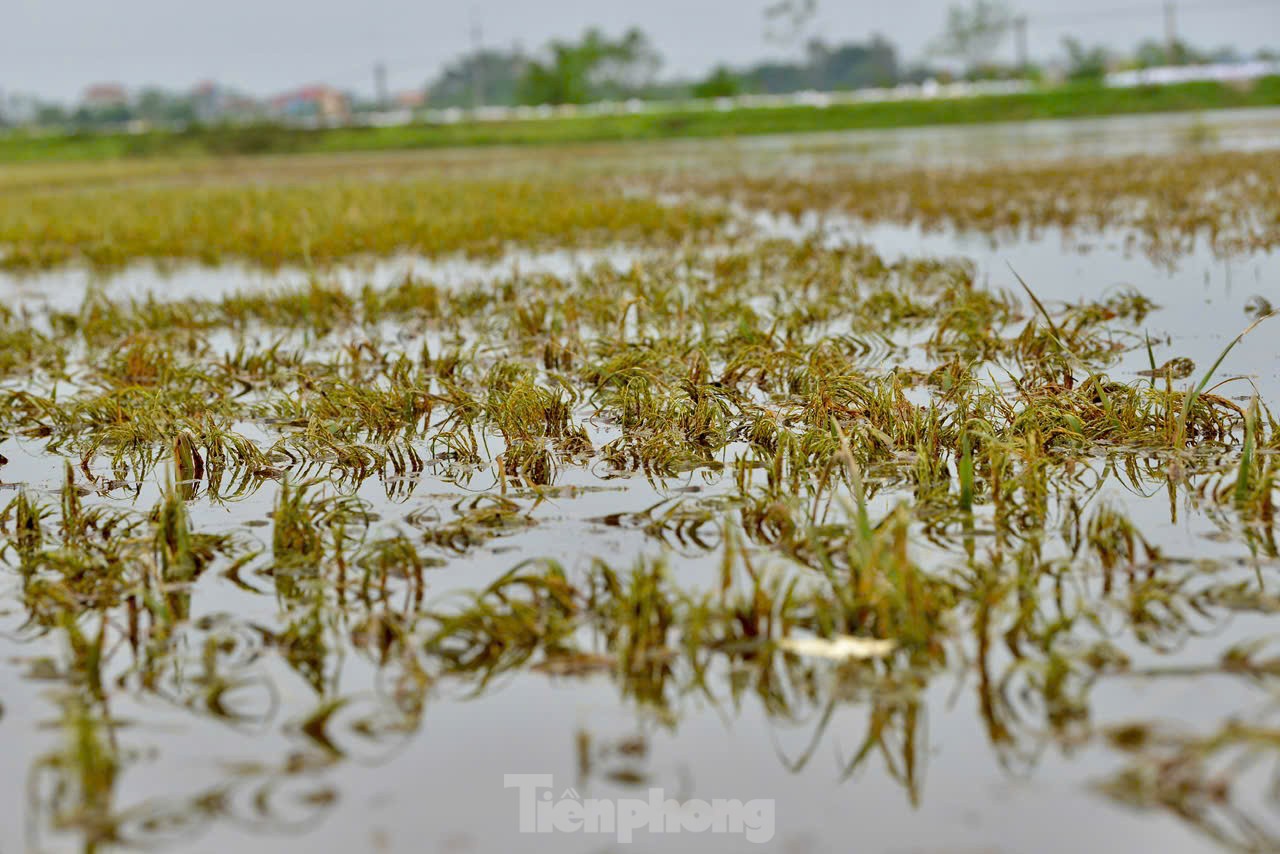 Chiến sỹ Trung đoàn tên lửa ngâm mình gặt lúa giúp dân vùng rốn lũ Chương Mỹ ảnh 6