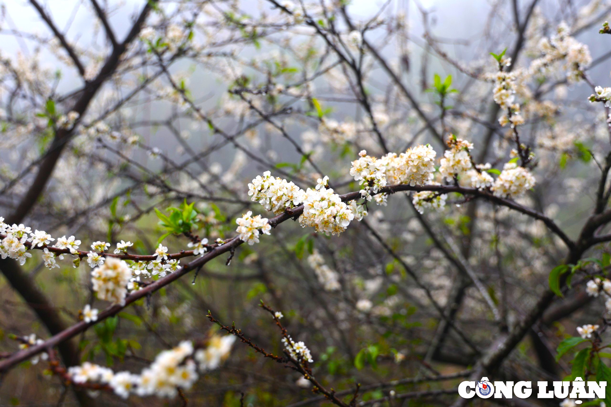 Las flores del valle añaden un toque primaveral a la mesa del soñador. Imagen 6