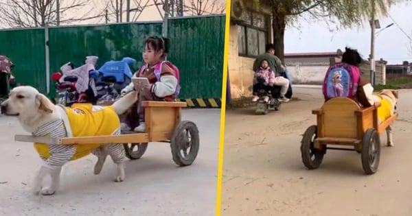 Le chien « chauffeur » fait sensation lorsqu'il vient chercher chaque jour une petite fille à l'école.