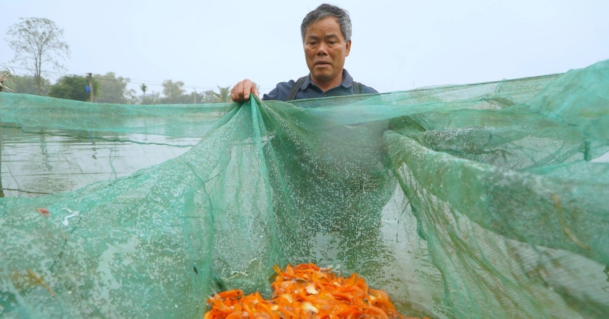 Dredging the lake to collect 3 tons of carp, earning hundreds of millions before the day the Kitchen God returns to heaven