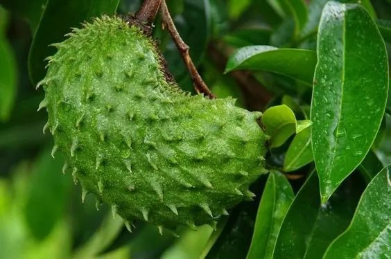 Giá nông sản hôm nay ngày 3/8/2024: