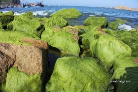 Check in at Nhon Hai mossy rock beach, a famous tourist destination in Quy Nhon on April 30
