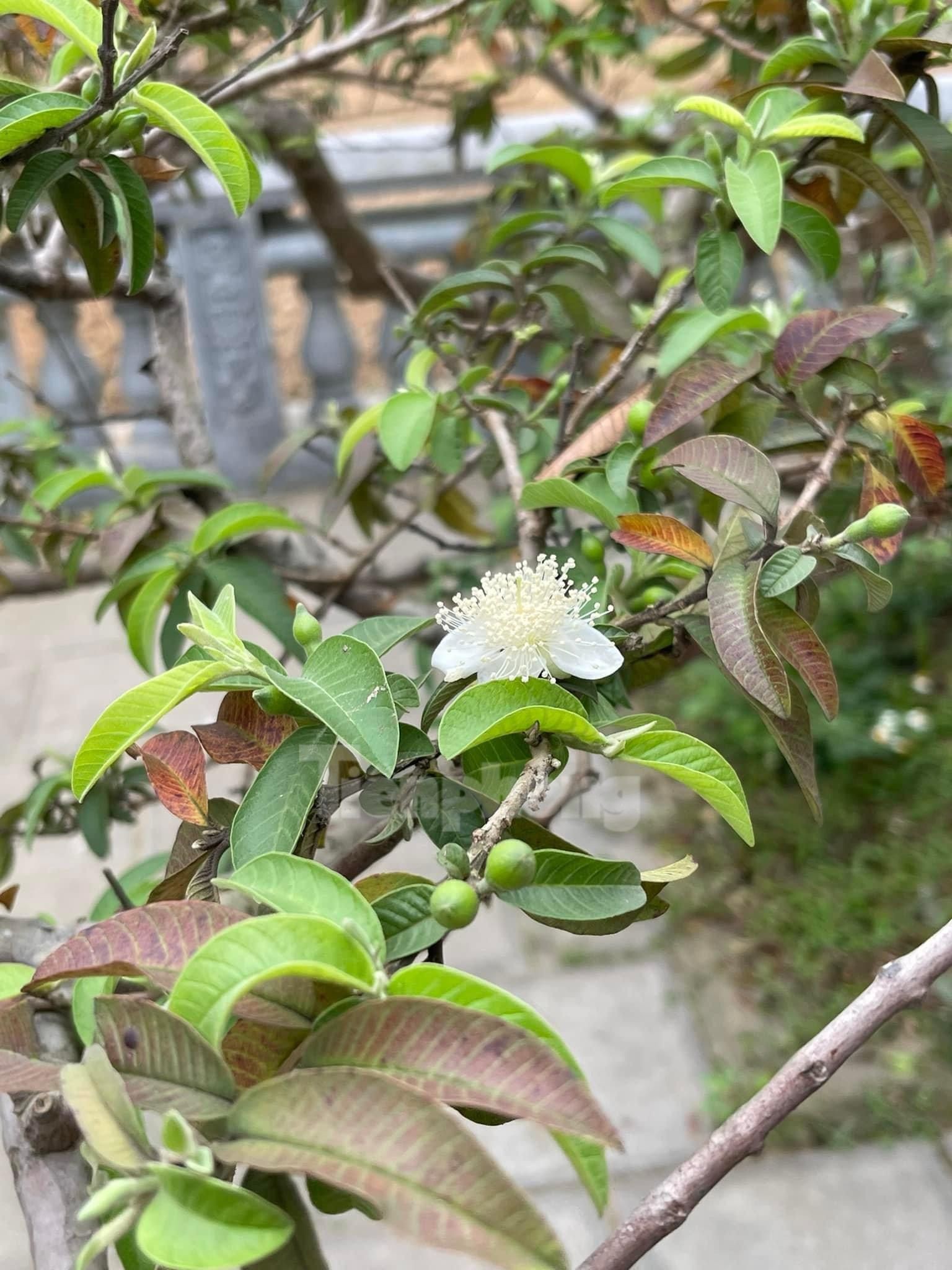 El árbol de guayaba 'sonriente' despierta curiosidad en Yen Bai foto 3