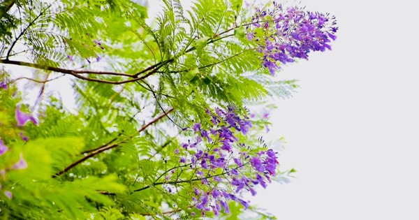 D'étranges fleurs de phénix violet fleurissent et rivalisent avec les fleurs de Lagerstroemia dans les rues de Hanoi