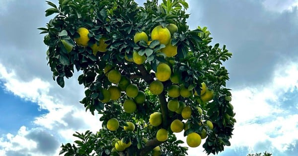 Los ricos gastan cientos de millones para comprar árboles gigantes de pomelo Dien para el Tet